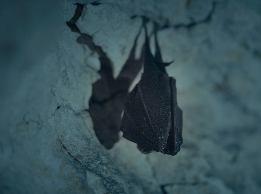 MONDES SAUVAGES - Chauves-souris, les sentinelles de la forêt